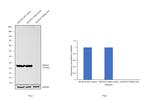 PGP9.5 Antibody in Western Blot (WB)