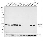 PGP9.5 Antibody in Western Blot (WB)