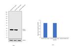 PGP9.5 Antibody in Western Blot (WB)