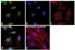 Acinus Antibody in Immunocytochemistry (ICC/IF)