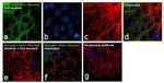 Phospho-MEK1 (Thr386) Antibody