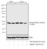 Phospho-MEK1 (Thr386) Antibody in Western Blot (WB)