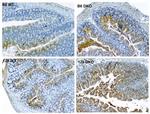 LPO Antibody in Immunohistochemistry (IHC)