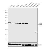 CNPase Antibody