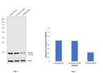 14-3-3 beta Antibody in Western Blot (WB)