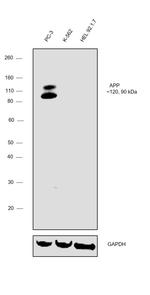 Amyloid Precursor Protein Antibody in Western Blot (WB)