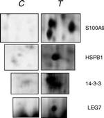 S100A9 Antibody in Western Blot (WB)