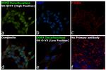 DOPA Decarboxylase Antibody in Immunocytochemistry (ICC/IF)