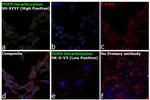 DOPA Decarboxylase Antibody in Immunocytochemistry (ICC/IF)