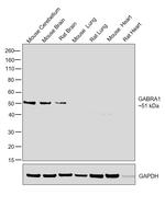 GABRA1 Antibody