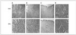 Glucocorticoid Receptor Antibody in Immunohistochemistry (IHC)