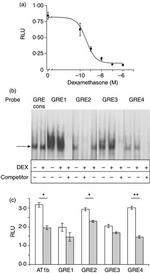 Glucocorticoid Receptor Antibody in Gel Shift (GS)