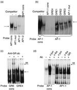 Glucocorticoid Receptor Antibody in Gel Shift (GS)