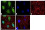 Glucocorticoid Receptor Antibody in Immunocytochemistry (ICC/IF)