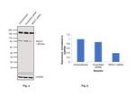 Glucocorticoid Receptor Antibody in Western Blot (WB)