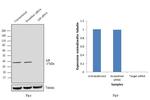 AIP Antibody in Western Blot (WB)