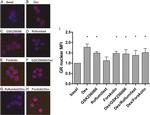 Glucocorticoid Receptor alpha Antibody in Immunocytochemistry (ICC/IF)