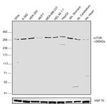 mTOR Antibody in Western Blot (WB)