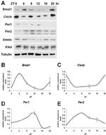 CLOCK Antibody in Western Blot (WB)