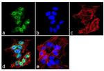 BMAL1 Antibody in Immunocytochemistry (ICC/IF)