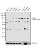 BMAL1 Antibody in Western Blot (WB)