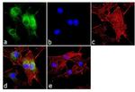 CRY1 Antibody in Immunocytochemistry (ICC/IF)