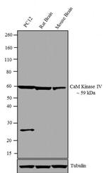 CaMKIV Antibody in Western Blot (WB)