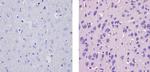 CaMKIV Antibody in Immunohistochemistry (Paraffin) (IHC (P))