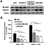 STARD3 Antibody in Western Blot (WB)