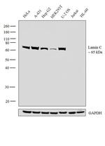 Lamin C Antibody in Western Blot (WB)