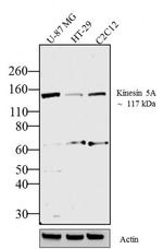 Kinesin 5A Antibody in Western Blot (WB)