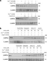 LAMP2 Antibody in Western Blot (WB)