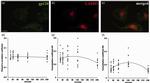 LAMP2 Antibody in Immunocytochemistry (ICC/IF)