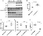 LAMP2 Antibody in Western Blot (WB)