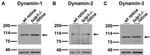 Dynamin 1 Antibody in Western Blot (WB)