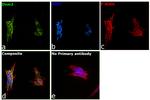 Dynamin 2 Antibody in Immunocytochemistry (ICC/IF)