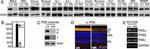 PDE6B Antibody in Western Blot (WB)