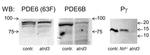 PDE6B Antibody in Western Blot (WB)