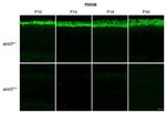 PDE6B Antibody in Immunohistochemistry (IHC)