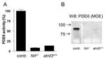 PDE6B Antibody in Immunoprecipitation (IP)