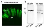 PDE6B Antibody in Western Blot (WB)