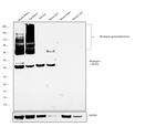 Rhodopsin Antibody in Western Blot (WB)