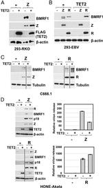 Epstein Barr Virus p18 Antibody in Western Blot (WB)