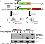 Epstein Barr Virus p18 Antibody in Western Blot (WB)