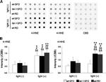 S-arrestin Antibody in Western Blot (WB)