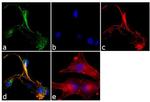 SNAP23 Antibody in Immunocytochemistry (ICC/IF)