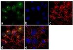 SAP97 Antibody in Immunocytochemistry (ICC/IF)