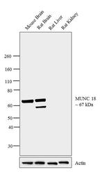 MUNC18 Antibody