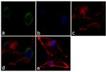 MUNC18 Antibody in Immunocytochemistry (ICC/IF)