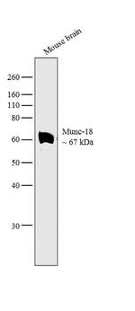 MUNC18 Antibody in Western Blot (WB)